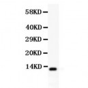 TFF1  Antibody