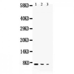 TGF alpha Antibody