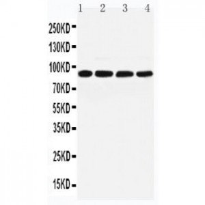 TGM1 Antibody