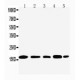 TIA1 Antibody