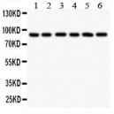 TLR1 Antibody