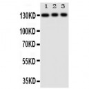 TLR10 Antibody