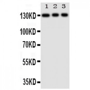 TLR10 Antibody