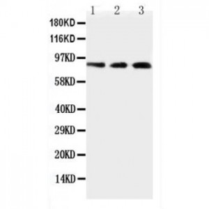 TLR2 Antibody