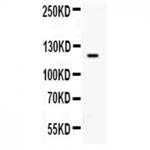 TLR8 Antibody