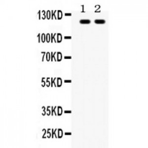 TLR8 Antibody