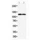 TMEM16A Antibody