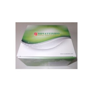 Human N Terminal Probrain Natriuretic Peptide NT-proBNP ELISA Kit