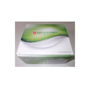 Human Glial Fibrillary Acidic Protein (GFAP) ELISA Kit