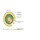 Recombinant  2019-nCov  Nucleocapsid  Protein