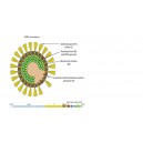 Recombinant  2019-nCov  Nucleocapsid  Protein