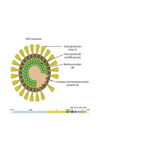 Recombinant  2019-nCoV  Spike(S1  Subunit)_His  Protein