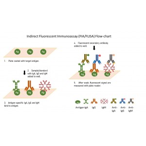 Human SARS-CoV-2 Nucleocapsid Protein (N)  IgA, IgG, and IgM Multiplex FIA/FLISA kit