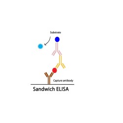 CRISPR/Cas9 protein ELISA
