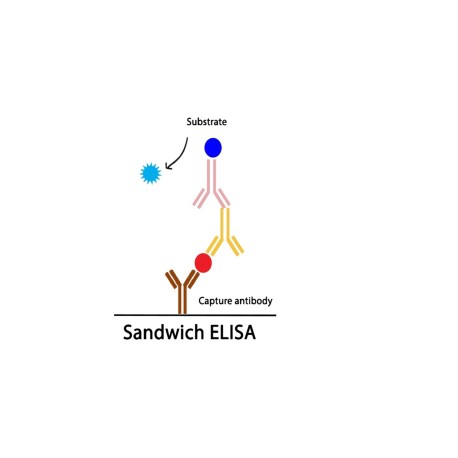 CRISPR/Cas9 protein ELISA