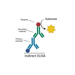Cas9 host autoantibody ELISA