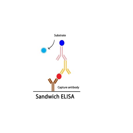 Human follicle-stimulating hormone,FSH ELISA Kit