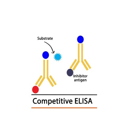 Porcine Complement 3,C3 ELISA Kit