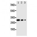 TORC1 Antibody