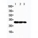 TRAF3 Antibody