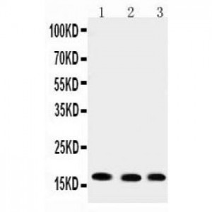 UBE2I/UBC9 Antibody