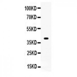 Wnt1  Antibody