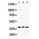 Wnt2  Antibody