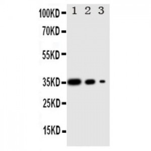 Wnt2b Antibody