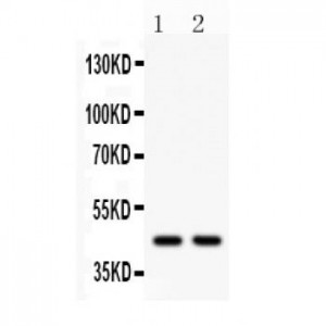 Wnt3  Antibody