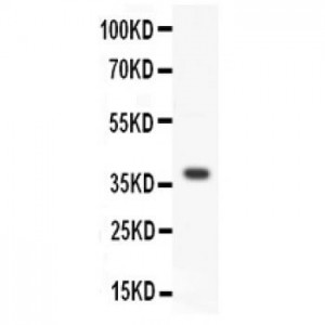 Wnt3a Antibody