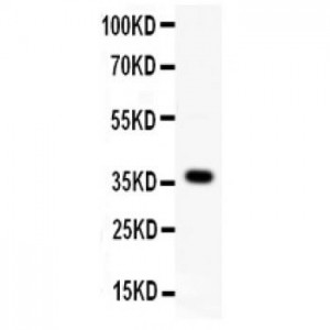 Wnt4 Antibody