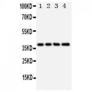 XRCC3 Antibody