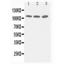 Zonula occludens protein 3 Antibody