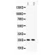 Anti TNF alpha Antibody (polyclonal)