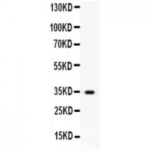 HGF Antibody