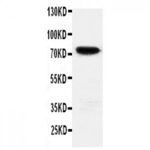 HIF3 Antibody