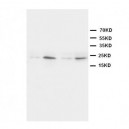 HMGB4 Antibody