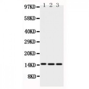 HOXA1 Antibody