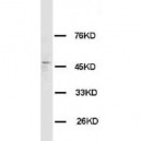 HRH3 Antibody