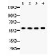 HRPT2  Antibody