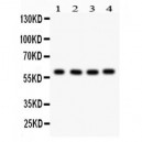 HRPT2  Antibody