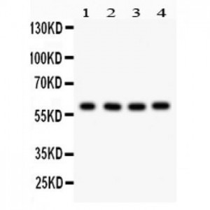 HRPT2  Antibody