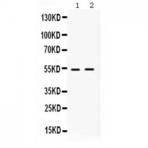 HSF4  Antibody