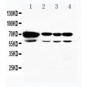 HSPA2 Antibody