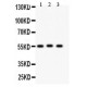 HSPBAP1 Antibody