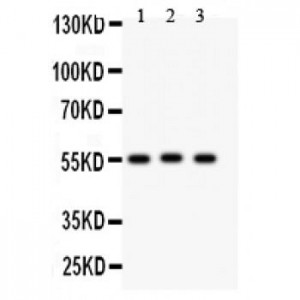 HSPBAP1 Antibody