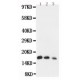 human IL7 Antibody