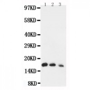 human IL7 Antibody