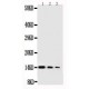 human NGF Antibody