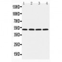 HYAL1 Antibody